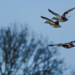 Canards chipeaux